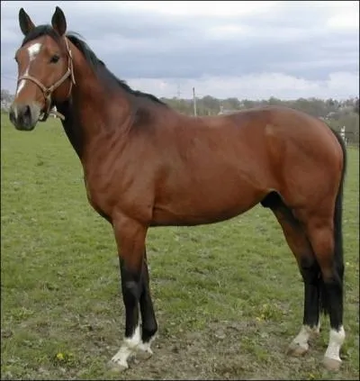 Sur l'image suivante quelle est la robe du cheval ?