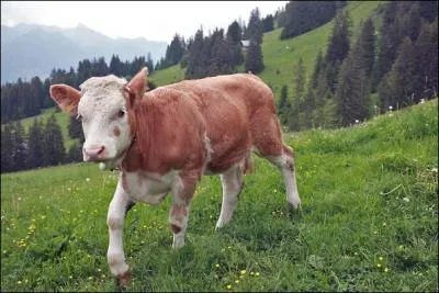 Bonjour. Je suis Fleurette. Bien choisi, n'est-ce pas ? Ma robe est tachete, cela me donne du charme. Je descends de la grande famille des jurassiques d'Europe centrale. Je porte le nom de :