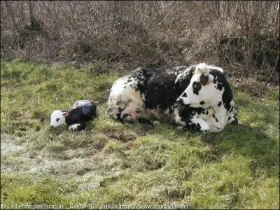 Mon pedigree est des plus flatteurs. J'ai survcu  la guerre de 30 ans. Mes origines scandinaves font de moi, un animal trs robuste. Je fus en danger maintes fois, mais j'en suis sorti.