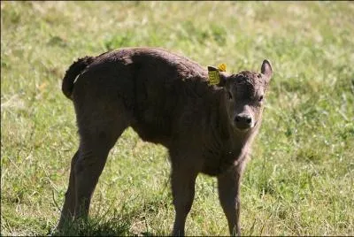 Venez me voir dans ma prairie suisse dont je suis originaire. Ma race :