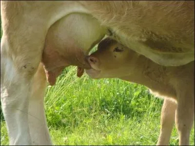 De belle couleur bonde et  grandes cornes en lyre. Cette race correspond au rameau laitier de l'ancienne race Blonde des Pyrnes. Bb sera bien nourri.