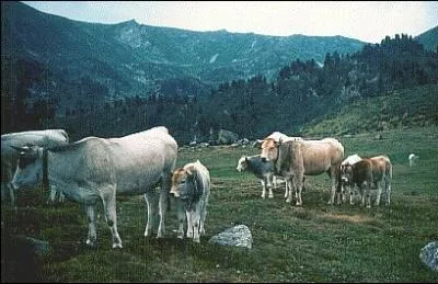 Les caractristiques de cette race sont indiscutablement intressantes. Les onglons durs et noirs lui confrent une aptitude exceptionnelle  la marche. Robe gris clair et muqueuses noires.