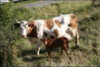 Maman a d sauter la barrire. Je ne lui ressemble pas ! Elle est Montbliarde et je suis... . , je reviendrai sur la bordure Ouest du Massif Central. C'est dit !