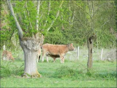 Vous ne me voyez pas bien, c'est vrai. Je m'appelle Houblon et, rassurez-vous, je ne tte pas de la bire. Mes ptures ne sont pas en Belgique. Je gambade dans les marais ctiers vendens. Race :