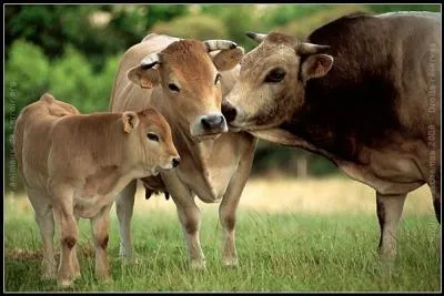 Sauvegardons ma race ! Bien ! Un programme gntique est encadr par l'Institut de l'Elevage depuis 1986. Enfin, le nombre de mamans potentielles a ainsi t multipli par 18, de 1989  2008. Race :