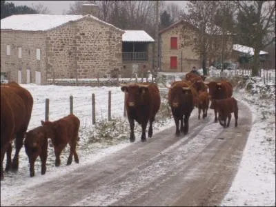 Dj, le retour  la stabulation pour l'hivernage. La saison s'annonce rude. Pas grave, je suis bien protg. J'espre que mes frres des 85 autres dpartements de France n'auront pas autant de neige