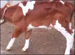 Mes ascendants sont croiss avec races Hollandaise et Allemande. Je ne suis pas encore bien grand,  peine 8 jours. Cela n'empche pas que j'ai une rputation : on me recherche pour l'engraissement.