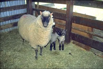 Moi, je n'ai été introduit dans les élevages français que dans les années 1965. Je viens d'Angleterre.