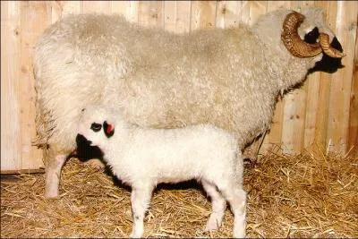 Dites-moi que je suis beau, moi aussi. Quand je serai grand, j'aurai des cornes horizontales. J'ai des parents dans les Balkans mais, j'aime bien la vallée de la Haute-Maurienne.