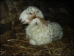 Vous me voyez tout timide, dans mon berceau des Alpes-Maritimes. Quand je serai grand, j'aurai une belle paires de cornes enroulées, j'en imposerai. Je me trouve déjà beau avec mon profil busqué.