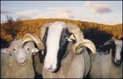 Qu'est-ce qu'il dit, lui ? Bêêêê. Je ne serai pas beau, moi, avec mes cornes enroulées, quand je serai grand ? Tiens, t'êês pas le sêêul ! Regarde donc mon père, je lui ressemble.