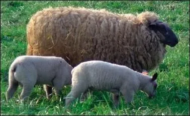 Arrêtez de vous disputer les petits. Faites plutôt bon accueil à mon prince.