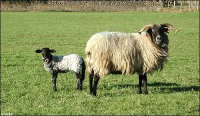 Bon, bon. Moi, je suis un Manech tête noire. Sais-tu d'où je viens ?