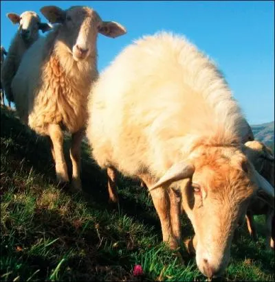 Tu sais que moi, je suis la race la plus importante des trois régionales laitières des Pyrénées-Atlantiques ?
