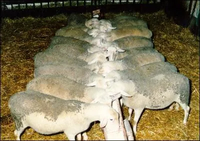 Les berceaux se situent en Aveyron et dans le Tarn. La sélection raciale est gérée par la coopérative Ovi-test. Pour notre plus grand plaisir, le lait des brebis sert à la fabrication du Roquefort.