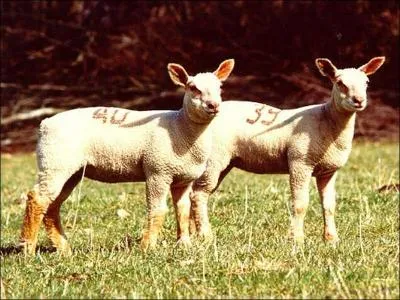 Vous me trouverez sur l'ensemble de l'hexagone avec des implantations fortes en Bourgogne, dans le Massif Central, en Poitou-Charentes, Limousin et le dans Sud-Ouest.