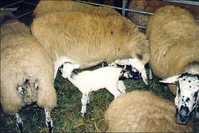 Je suis bien adapté à des conditions difficiles. J'ai des lettres de noblêêsse, moi aussi : du sang Mérinos, et je descends d'une race celte.
