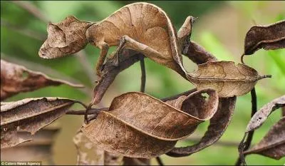 Que voyez-vous sur cette photo ?