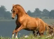 Quiz Robes du cheval