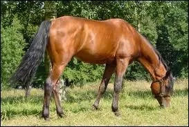 Cette robe est plutt :