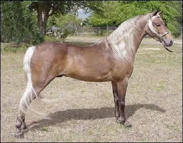 Quelle est la robe de ce cheval ?