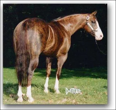 Ce cheval a une robe :