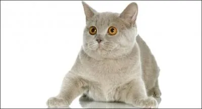 On me qualifie de gentil, et de paisible . Je suis...