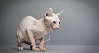 Je suis totalement dpourvu de fourrure, et je mange plus que mes congnres . Alors je suis...