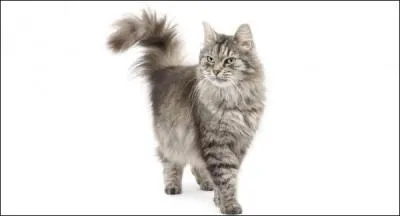 La lgende veut que ce chat soit n du croisement d'un chat et d'un raton- laveur, pourquoi pas ? Qui est-il ?