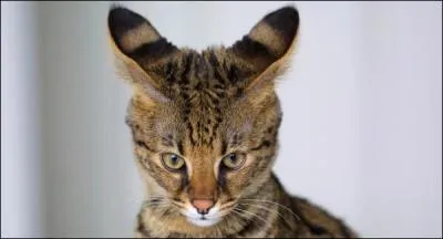 Non, je ne suis pas un serval mais un...