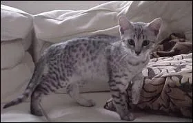 C'est la plus vieille race de chats connue. Les premiers spcimens de cette race datent de 1500 avant Jsus- Christ. Je suis... .