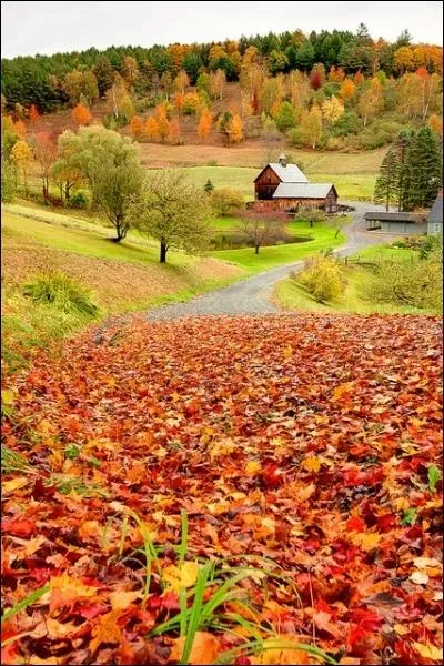 Avant l'hiver, la nature offre le flamboyant spectacle de l'automne, sa lumire douce et dore, la couleur des feuillages. Comment les qubcois appellent-ils familirement cette saison ?