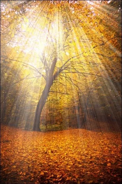 Lorsqu'on se promne en cette saison, il faut savoir regarder autour de soi, pour admirer. Parmi les arbres cits,  votre avis, lequel fait aussi des feuilles rouges en automne et pas toujours or ?