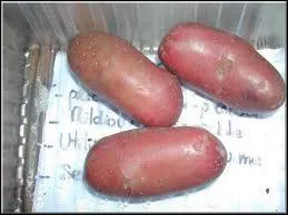 De quelle varièté sont ces pommes de terre ?