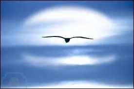 Qui chantait  La Terre est si belle, le monde est si grand, va mon hirondelle  ?