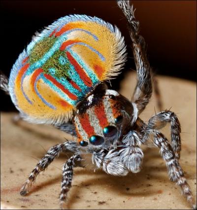 Cette Peacock spider d'Australie (Maratus volans) est une araigne sauteuse mesurant  peine 4 ou 5 mm. Elle porte aussi le nom d' :