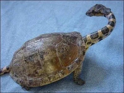 Cette tortue dont on ne connat qu'un seul exemplaire sur Terre est une :
