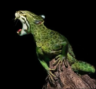 Cet animal d'Amrique du Sud est en ralit une :