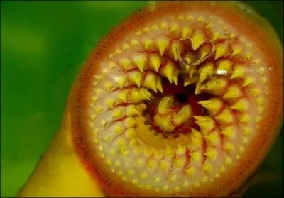 Il est tout  fait vident que cette crature :