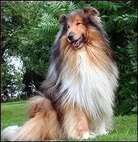 Quelle est la race de ce chien ?