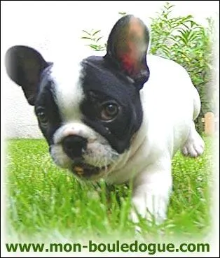 Quelle est la race de ce chien ?