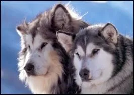 Quelle est la race de ce chien ?