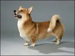 Quelle est la race de ce chien ?