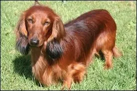 Quelle est la race de ce chien ?