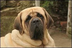 Quelle est la race de ce chien ?