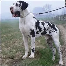 Quelle est la race de ce chien ?