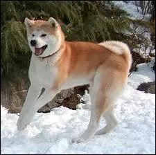 Quelle est la race de ce chien ?