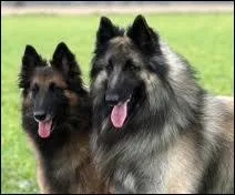 Quelle est la race de ce chien ?