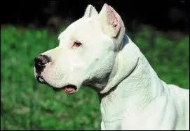 Quelle est la race de ce chien ?