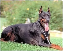 Quelle est la race de ce chien ?